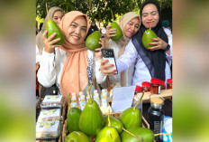 Alpukat Jumbo Jadi Ikon Desa Bandar Aji Empat Lawang