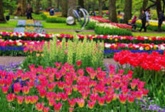 Taman Bunga Keukenhof: Surga Bunga Tulip di Belanda