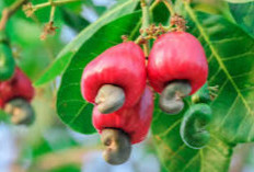 Fakta Unik Tentang Jambu Monyet (Anacardium occidentale)