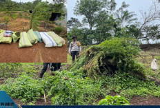 Jalan Kaki 20 Km, Polres Empat Lawang Bongkar Ladang Ganja 3 Hektar di Muara Pinang! 8 Karung Siap Edar Senila