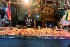 Harga Ayam Turun, DKPP Sumsel: Peternak Telat Panen