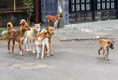 Fakta Unik Anjing Kampung dan Bedanya dengan Anjing Ras