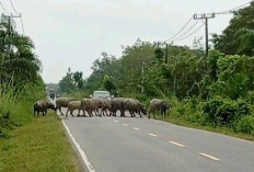 Pemilik Ternak Terancam Denda