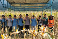Kapolsek Paiker Tinjau Persiapan Lokasi Panen Raya Jagung Nasional di Talang Randai