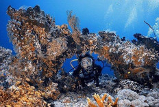 Banyuwangi Jadi Surga Tersembunyi untuk Diving, Saingi Raja Ampat dan Pulau Weh