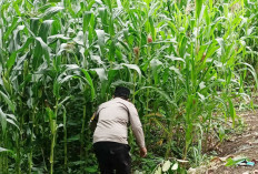 Pantau Tanaman Jagung Warga demi Ketahanan Pangan