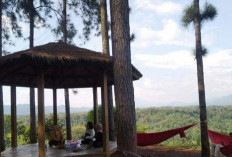 Wana Wisata Pokland, Surga Hutan Pinus di Cianjur: Tempat Healing dan Camping Nyaman untuk Keluarga