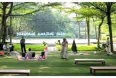 D'Kandang Amazing Farm: Wisata Edukatif di Depok yang Cocok untuk Liburan Keluarga!