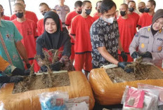 Polda DIY Ungkap Ladang Ganja Seluas 3 Hektare di Aceh