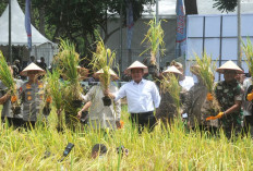 Gubernur Luncurkan Gerakan Sumsel Mandiri Benih