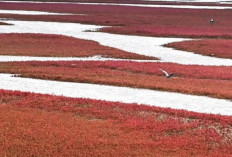 Pantai Merah di Provinsi Liaoning Sambut Wisatawan dengan Pemandangan Spektakuler