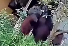 Orangutan Setinggi Rumah Masuk ke Permukiman Warga, Viral di Media Sosial