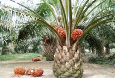 Harga TBS Sawit Kembali Normal