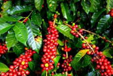 Harga Kopi di Pagaralam Melonjak, Petani Sumringah