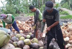 Harga Kelapa Meroket! Ini Biang Keroknya?