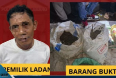Jangan Main-Main! Pemilik Ladang Ganja 3 Hektar di Empat Lawang Terancam 20 Tahun Penjara