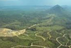 Eksplorasi Keindahan Alam Taman Nasional Bukit Duabelas, Jambi