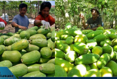 Petani Kates Lintang Kanan Menjerit! Harga Anjlok, Produksi 30 Ton per Hari Terancam Mubazir