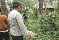 Perempuan Tanpa Identitas Ditemukan Meninggal Tertelungkup di Kebun Karet, Polisi Dalami Kasus Pembunuhan
