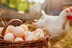 7 Manfaat Telur Ayam Kampung bagi Kesehatan
