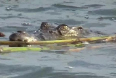 Penampakan Buaya di Sungai Musi Palembang Viral, Warga Diminta Waspada