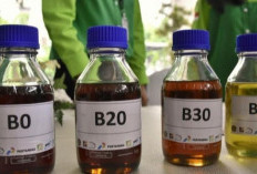Menuju Energi Hijau: B50 Siap Jalan, Sawit Tak Perlu Diperluas