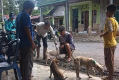 Pemdes Aur Gading Gelar Vaksinasi Kucing dan Anjing