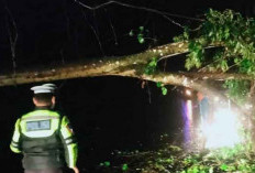 Personil Lantas Evakuasi Pohon Tumbang