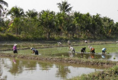 Mengungkap 3 Daerah Terkaya di Provinsi Jambi: Kekayaan Alam dan Ekonomi yang Menggeliat