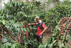 Kopi Robusta Lahat Bersetifikat IG