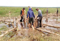 Target Restorasi Lahan Gambut di Sumsel Tahun 2024: 6.128 Hektare