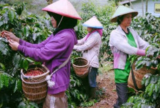 Harga Kopi Anjlok di Angka Rp 63 Ribu per Kilo