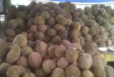 Rahasia Memilih Durian Super Manis, Cukup Cek Kulitnya!