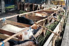 Permintaan Kambing Kurban Menurun Drastis
