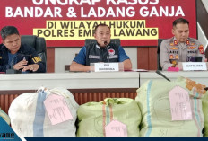 Ladang Ganja di Empat Lawang Belum Habis, Polisi Isyaratkan Penggerebekan Baru: “Tunggu Saja!”