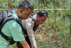 Eskalasi Konflik Antara Warga dan Gajah Liar Meningkat di Musi Rawas