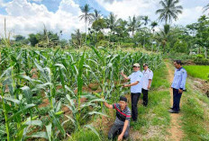 Budidaya Jagung Hibrida Semakin Menjanjikan