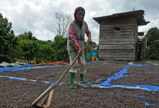 Petani Kopi Simpan Hasil Panen dalam Karung