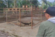 Batu Megalit Dekat Permukiman