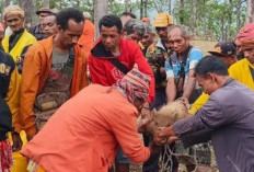 Masyarakat Adat Desa Fatumnasi Gelar Ritual Sanksi Adat atas Penebangan Pohon di Kawasan Hutan Lindung Mutis