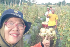 Petani Melon Air Satan Terancam Gagal Panen!