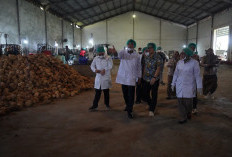 Ekspor Santan Sumsel Tembus 543 Ton, China Jadi Pasar Utama