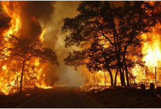 Kebakaran Hutan, Ancaman Tahunan yang Menghantui Indonesia, Ini 5 Kebakaran yang Pernah Terjadi