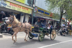 Kusir Andong Malioboro Menjerit: Daya Beli Wisatawan Turun Drastis, Lebaran Tak Mampu Dongkrak Penumpang
