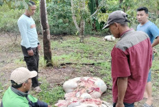 Komplotan Spesialis Pencuri Ternak Dibekuk