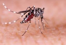 Pentingnya Mencegah Perkembangbiakan Nyamuk Dengue di Lingkungan Rumah