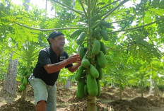 Harga Jual Tidak Stabil, Petani Pepaya Menjerit