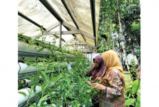 Bagikan Bibit Sayur Mayur, Sinergi Gertas-GSMP