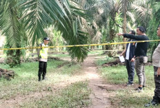 Frima Ditemukan Tewas di Kebun Sawit