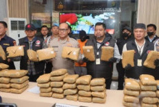 Wow !! Satres Narkoba Polres Metro Jakarta Utara Berhasil Gagalkan Peredaran 77 Kilogram Ganja